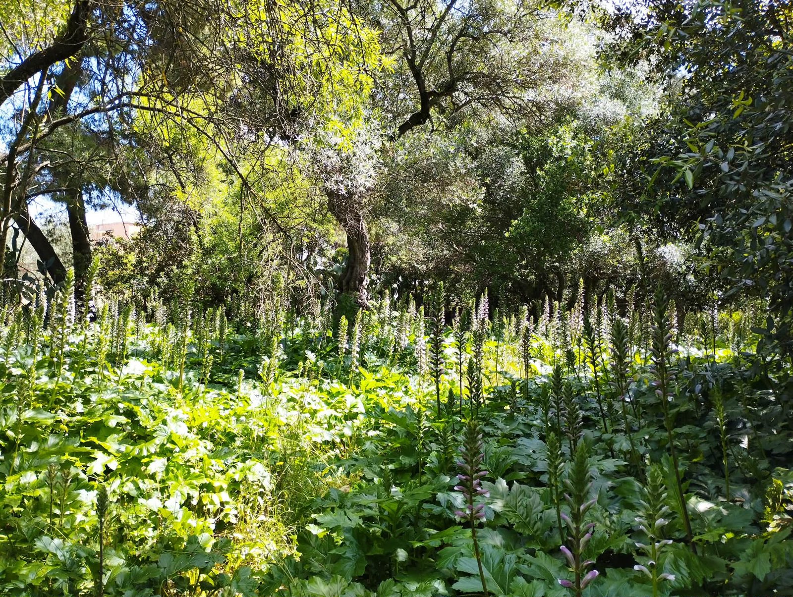 Bosco di Via Cancello Rotto: l'oasi verde nascosta tra i palazzi di Bari 3 bosco urbano bari 2