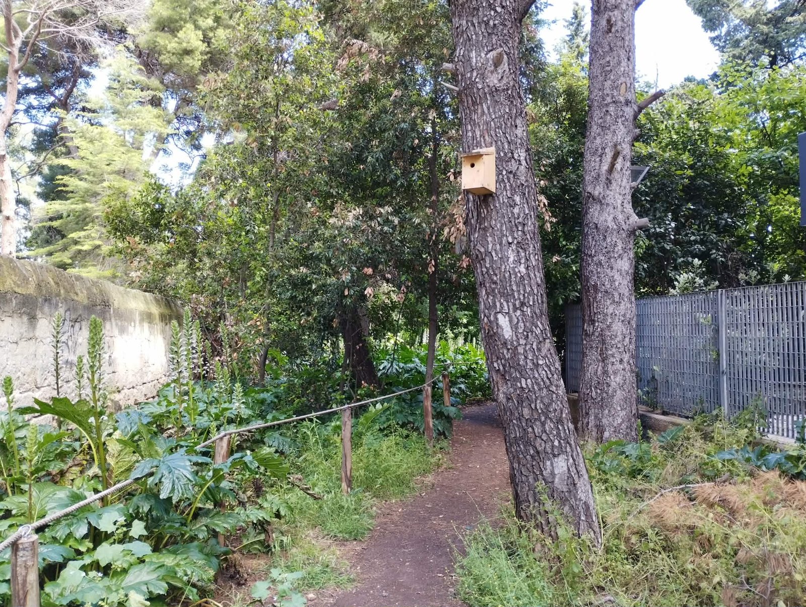 Bosco di Via Cancello Rotto: l'oasi verde nascosta tra i palazzi di Bari 4 bosco urbano bari 3