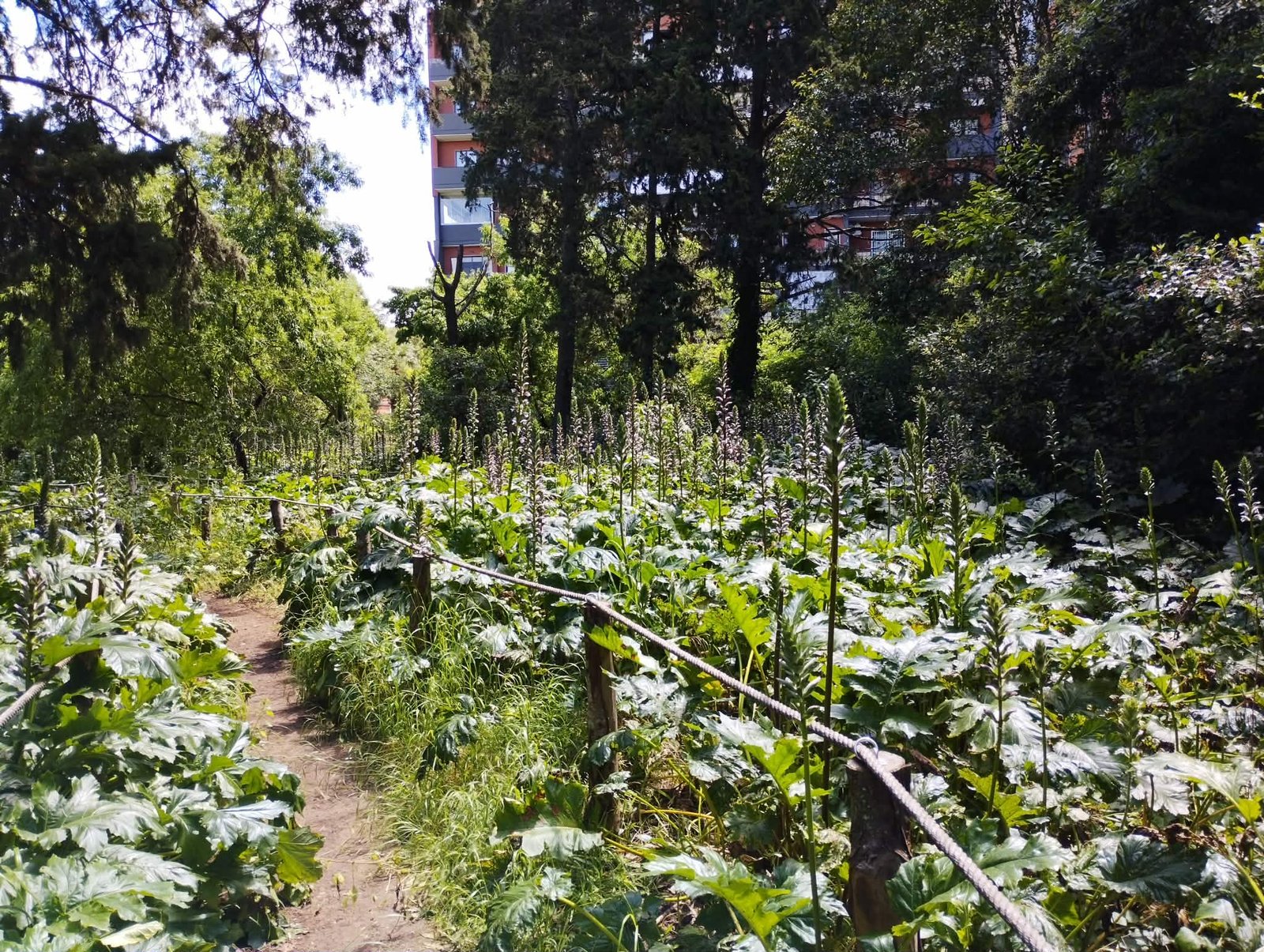 Bosco di Via Cancello Rotto: l'oasi verde nascosta tra i palazzi di Bari 6 bosco urbano bari 5