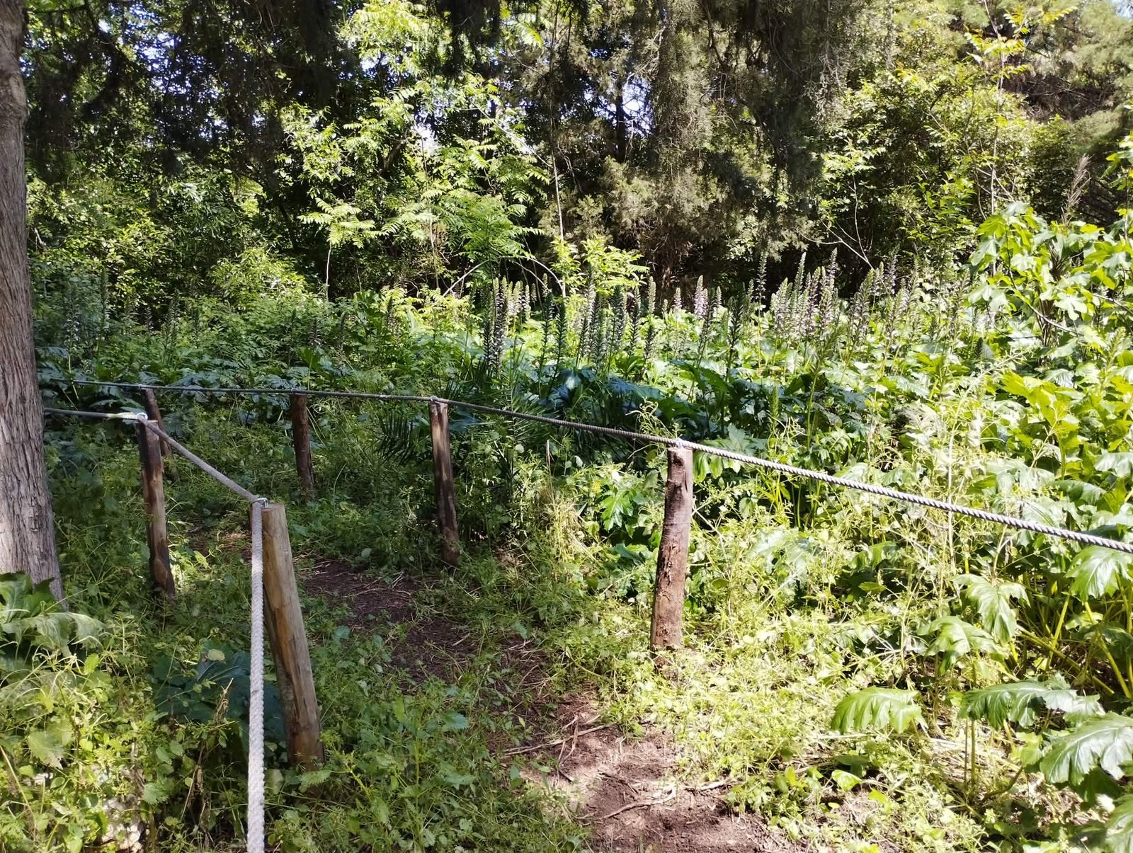 Bosco di Via Cancello Rotto: l'oasi verde nascosta tra i palazzi di Bari 7 bosco urbano bari 6